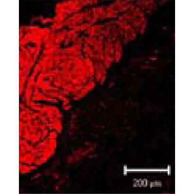 Anti-Smooth Muscle Actin - Mouse (B4)
