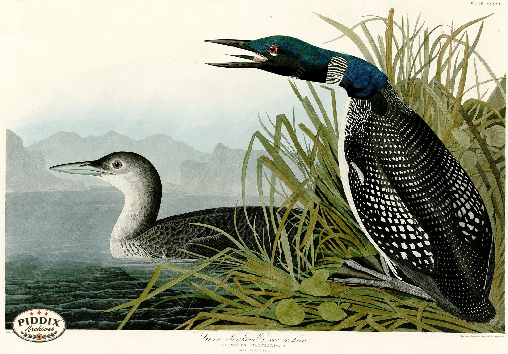 PDXC20842 -- Audubon Great Northern Loon