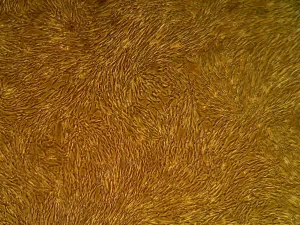 Primary Human Vascular Smooth Muscle Cells (Pooled) (CSC 2SM3)